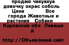 продаю чихуахуа девочку,окрас соболь › Цена ­ 25 000 - Все города Животные и растения » Собаки   . Кировская обл.,Леваши д.